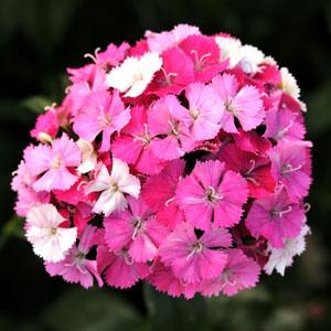 DIANTHUS AMAZON ROSE MAGIC NR.1000 SEMI